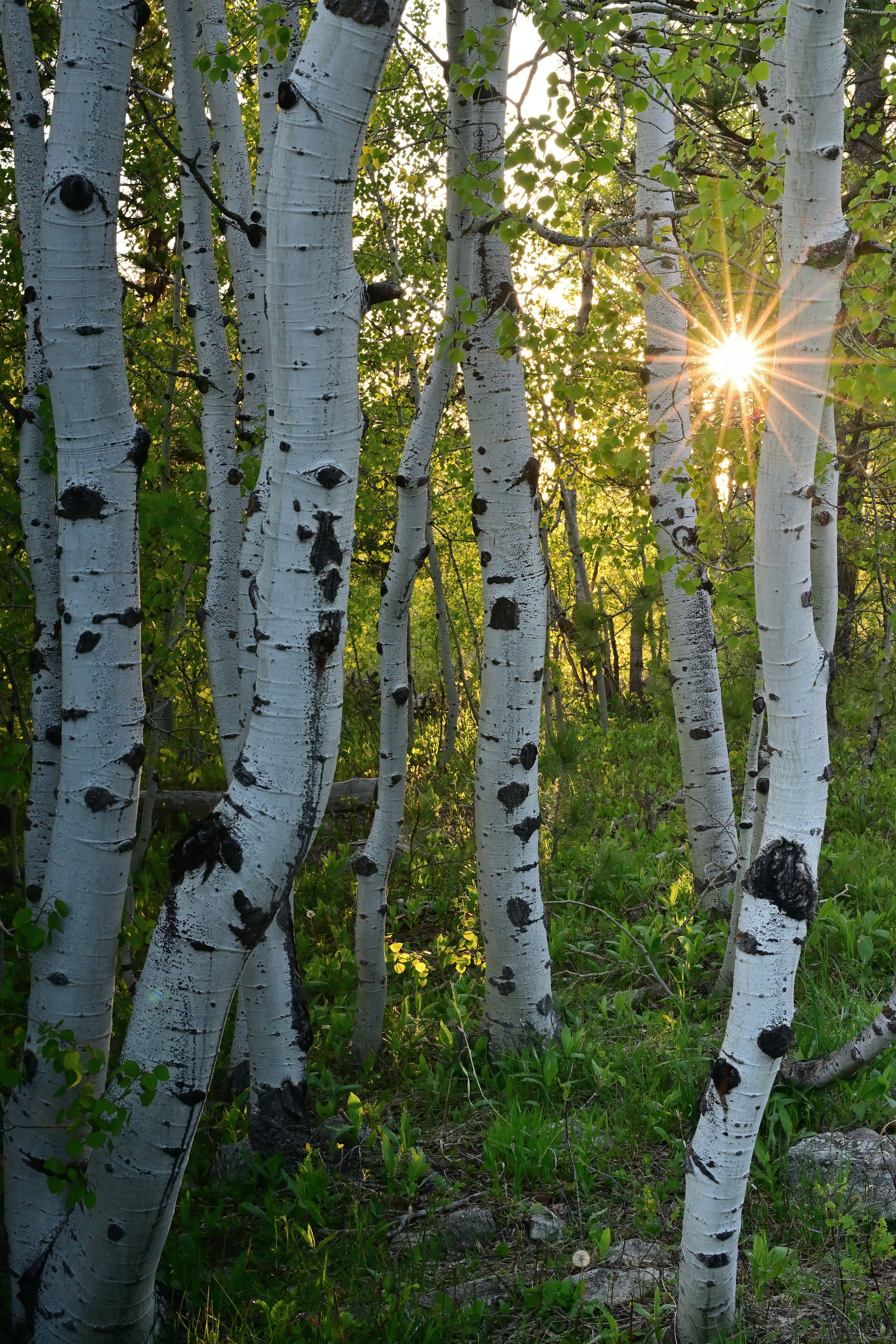 Dr. Anne Metz, PhD LPC — licensed psilocybin facilitator in Denver