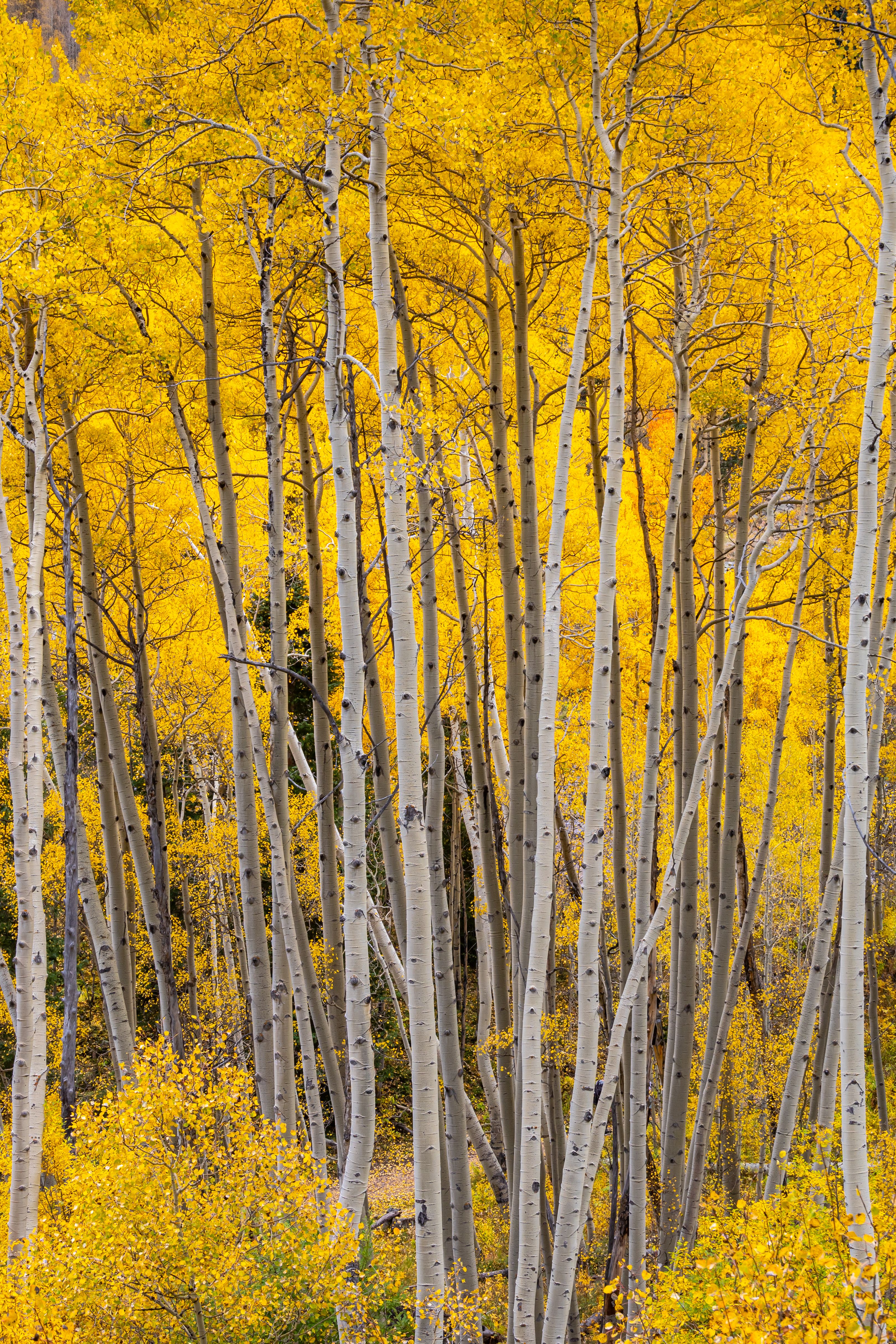 Aspen trees in Colorado — legal psilocybin facilitation